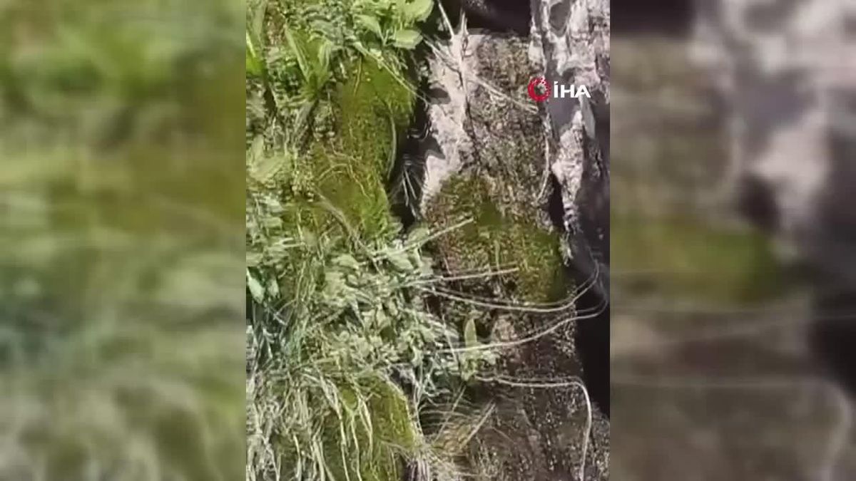 Yüksekova'da nesli tehlike altında olan sarı benekli semender görüldü