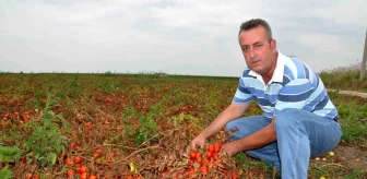 Karacabey Ziraat Odası Başkanı: Salçalık domates ihracat kotası kaldırılmalı