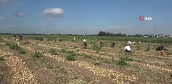 Amik Ovası'nda sıcak havada zorlu hasat: Soğan tarlada 17 TL'den alıcı buluyor