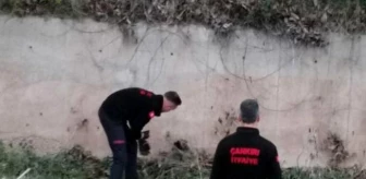Çankırı'da Çaya Düşen Yavru Köpek İtfaiye Tarafından Kurtarıldı