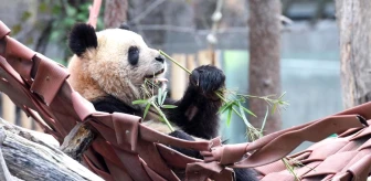 Çin, İspanya'ya yeni bir panda çifti gönderecek