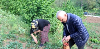 Zonguldak'ta İlk Çilek Hasadı Yapıldı