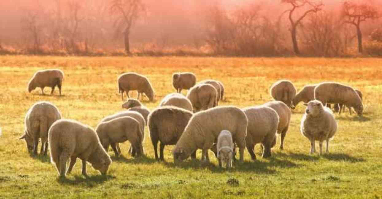 Kurban Bayramı'na kaç gün kaldı? Kurban Bayramı ne zaman, hangi güne denk geliyor? Kurban Bayramı'na kaç gün kaldı? Kurban Bayramı ne zaman, hangi güne denk geliyor?