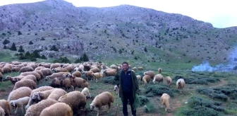 Aydın İş ve İşçi Bulma Kurumu Müdürü Rahmi Terzi, Çobanlık Yaparak Tatil Yapıyor
