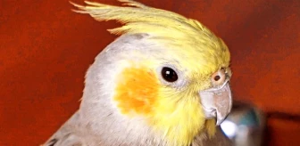 Kırşehir'de Besteci Papağan İlgi Odağı