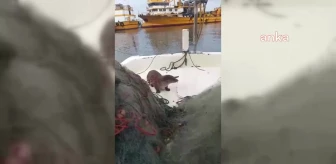 Sinop'ta Su Samurunu Besleyen Balıkçı