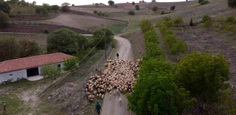 Amasya'da Koyun Sürüleri Yaylaya Erken Göç Etti