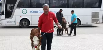 Iğdır'da Buzağı, Kuzu ve Oğlak Güzellik Yarışması Düzenlendi