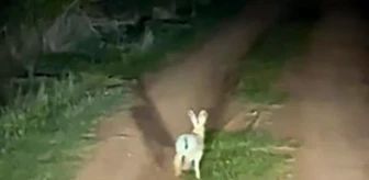 Çankırı'da Otomobilin Önünden Koşan Tavşan Yol Vermiyor