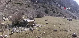 Yaban keçisi sürüsü fotokapanla görüntülendi