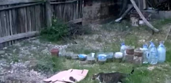 Malatya'da Ağaca Sıkışan Yavru Kedi Kurtarıldı
