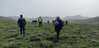 Bayburt'ta kaybolan büyükbaş hayvanlar dron yardımıyla bulundu