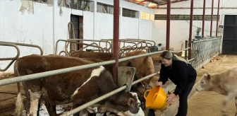 Muğla'dan Giresun'a dönen kadın girişimci hayvancılık yapıyor