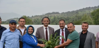 Manisa Demirci'de Tarım ve Orman Bakanlığı desteğiyle enginar yetiştirildi