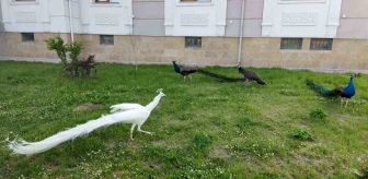 Hakkari'de Kamyonetin Kasasında 5 Tavus Kuşu Ele Geçirildi