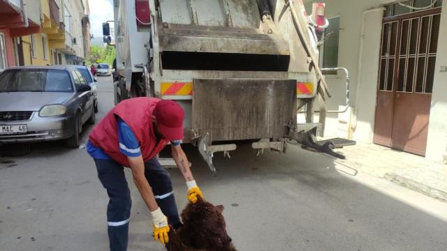 Temizlik görevlileri neye uğradığını şaşırdı: Çöpten parçalanmış ayı çıktı