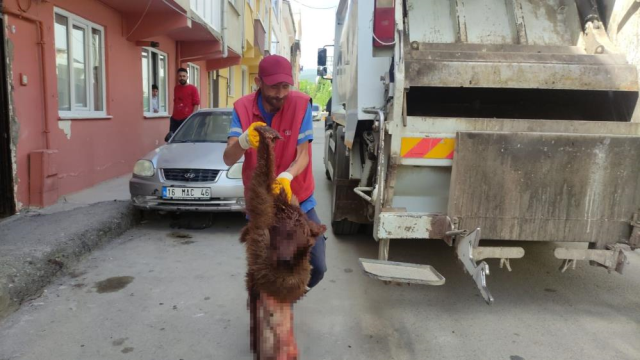 Temizlik görevlileri neye uğradığını şaşırdı: Çöpten parçalanmış ayı çıktı