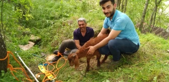 Tunceli'de kuyuya düşen oğlak kurtarıldı