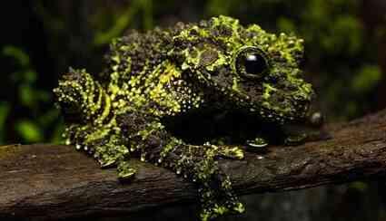 Vietnam yosun kurbağasının boyu ne kadardır? Survivor Bil Bakalım soru cevaplar 26 Nisan 2024 Cuma! Vietnam yosun kurbağasının boyu ne kadardır? Survivor Bil Bakalım soru cevaplar 26 Nisan 2024 Cuma!