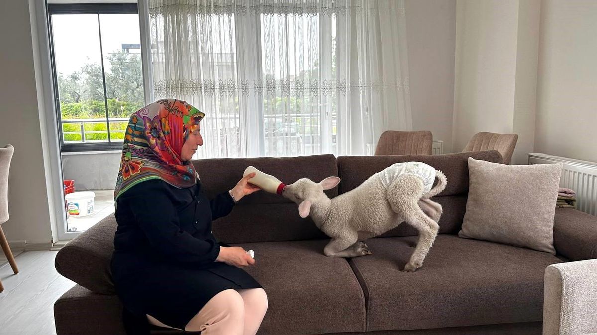 İznik'te doğumda annesi ölen kuzu, ailenin elinde büyütülüyor