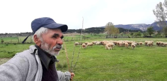 Okuma-yazma bilmeyen çobanın 15 bin liralık maaşı