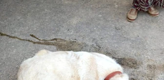 Keşan'da Zehirlenen Köpeklerden Birisi Öldü