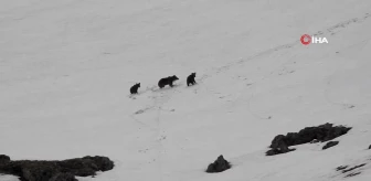 Anne ayı ve yavrularının karlı arazide gezintisi