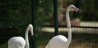 Sakarya'da Tabiat Parkı, Yaralı Yaban Hayvanlarına Yeni Ev Oluyor