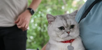 Tokat'ta Dünya Veteriner Hekimler Günü'nde Kedi Güzellik Yarışması Düzenlendi