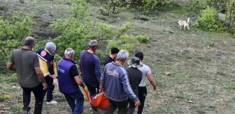 Tunceli'de Ayı Saldırısı: Bir Kişi Yaralandı