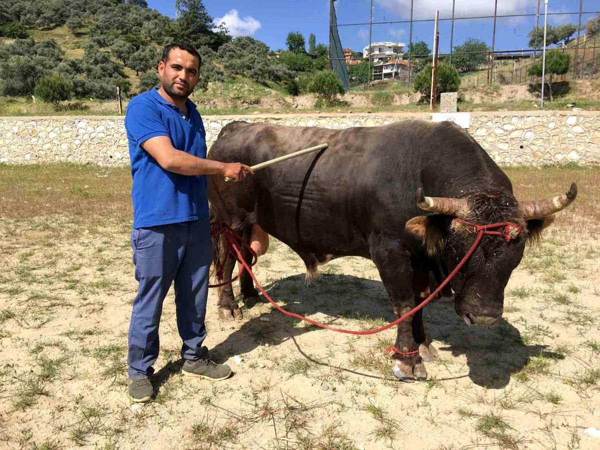 Aydın'ın Germencik ilçesinde Boğa Güreşi Düzenlenecek
