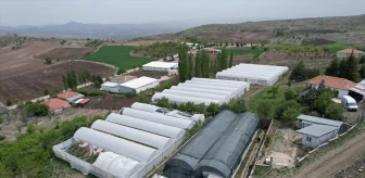 Ankara'da Ata Tohumlarıyla Fide Üretimi Yapan Baba Oğul Siparişlere Yetişemiyor