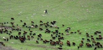 Tacikistan'da Hisar Koyunları: Kârlı ve Dayanıklı Bir Irk