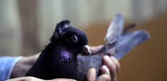 Erzincan'da Kelkit Tepelisi güvercinleriyle ilgili sohbetler büyük ilgi görüyor