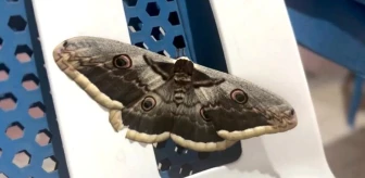 Siirt'te Avrupa'nın en büyük kelebeği görüldü