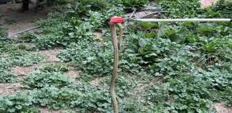 Tokat'ta evin bahçesine giren yılan itfaiye ekipleri tarafından doğaya salındı