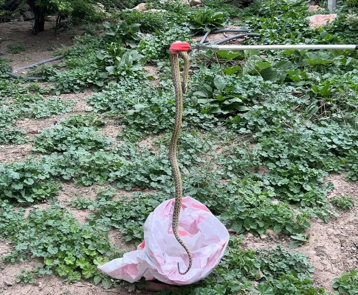 Tokat'ta evin bahçesine giren yılan itfaiye ekipleri tarafından doğaya salındı