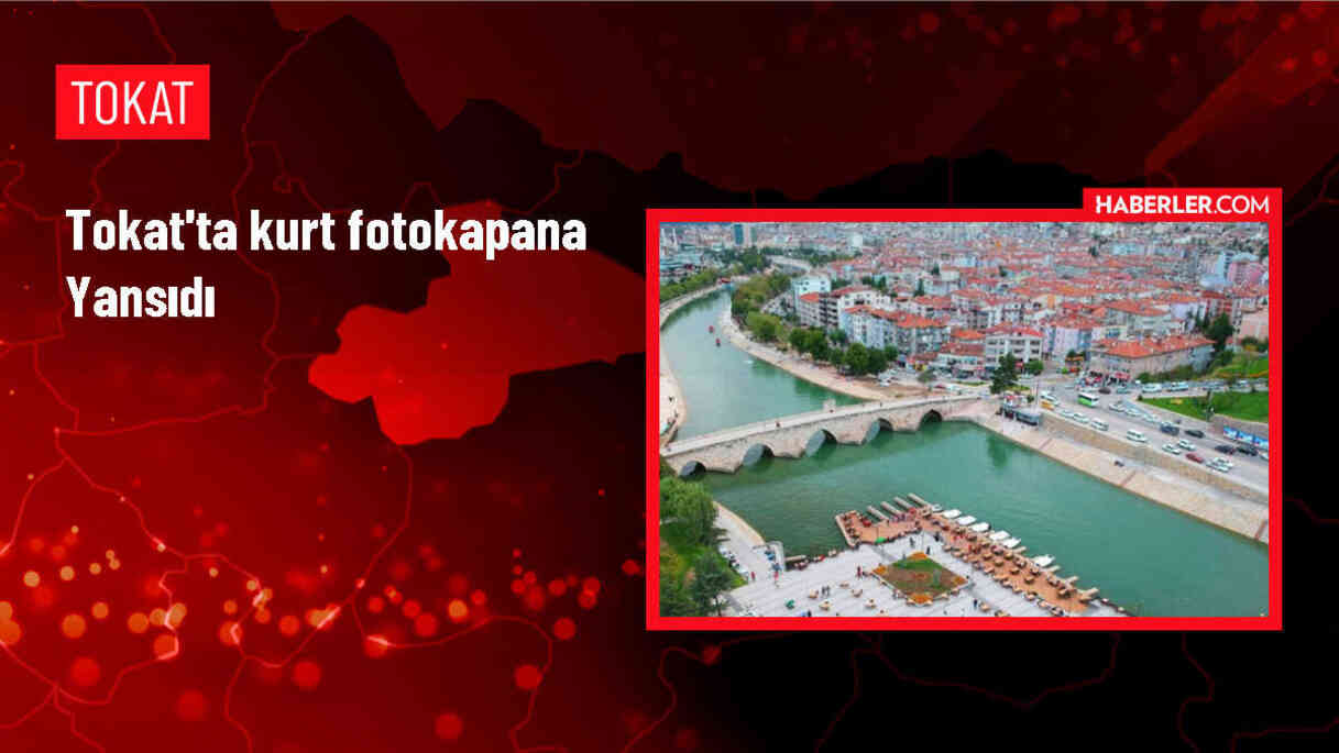 Tokat'ın Niksar ilçesinde fotokapanla kurt görüntülendi