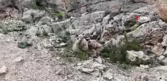 Tunceli'de anne ayı, yavrularını emzirirken böyle görüntülendi