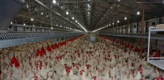 Uzmanı konuştu: 'Tavuk fiyatlarına yüzde 200 zam haberleri asılsız'