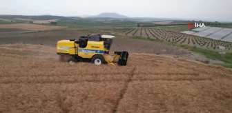 Adana'da Buğday Hasadı Başladı
