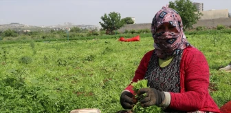 Kilis'te Tarım İşçileri 1 Mayıs'ı Tarlalarda Geçiriyor