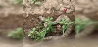 Elazığ'da engerek yılanı görüntülendi