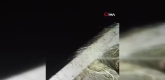 Kovada Gölü'nde 400 metre uzatma ağı yakalandı