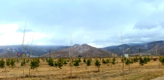 Moğolistan'da 42 Milyon Ağaç Dikildi