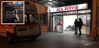 Kayseri'de başıboş bir eşeğin ısırdığı kadın yaralandı