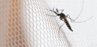 Sivrisineklerdeki gizli tehlike! Sıtma nedir ve neden olur?