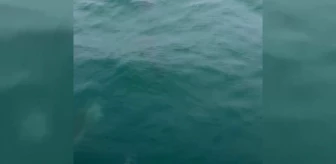 Sinop'ta balıkçı teknesine eşlik eden yunuslar görsel şölen oluşturdu