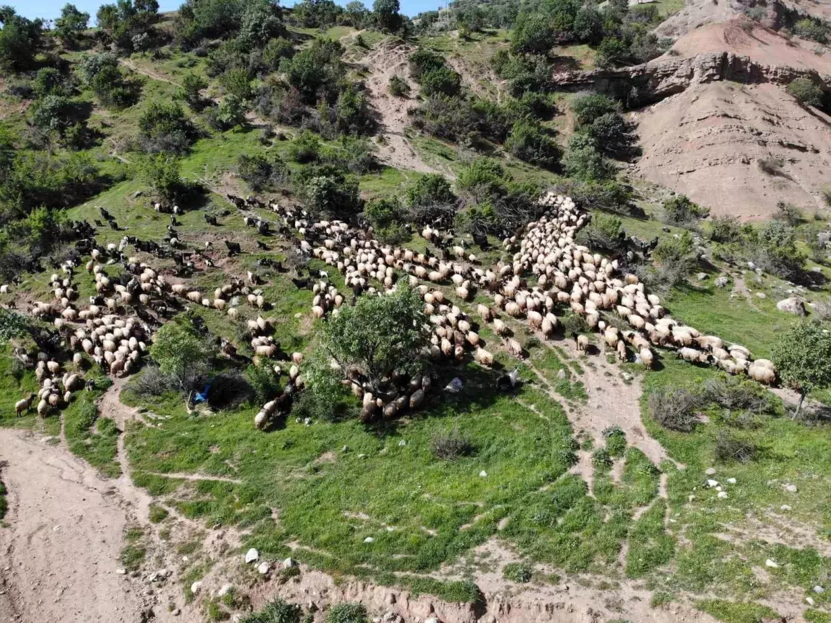 Şırnak'ta Göçer Hayvancılarının Zorlu Yolculuğu Başladı