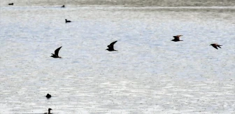 Asboğa Gölü'ne Göçmen Kuşlar Geldi